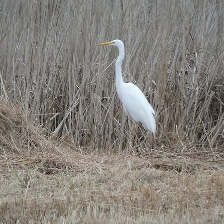 B&B De Zilverreiger Belt-Schutsloot Luaran gambar