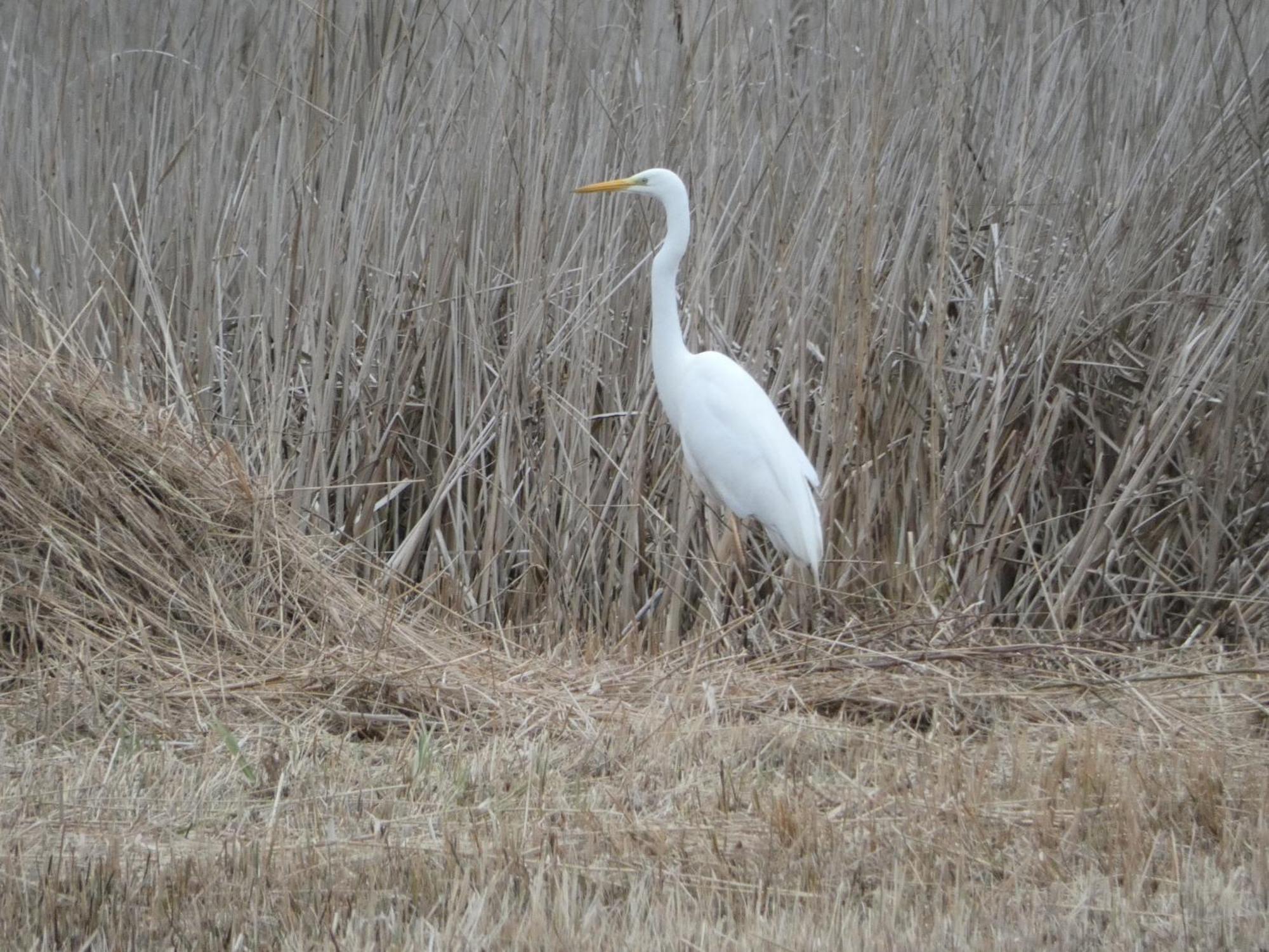 B&B De Zilverreiger Belt-Schutsloot Luaran gambar
